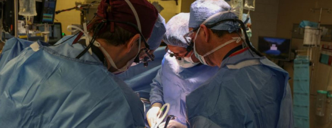 Conquista brasileira: 1º transplante de rim de porco para humano é comandado por médico brasileiro